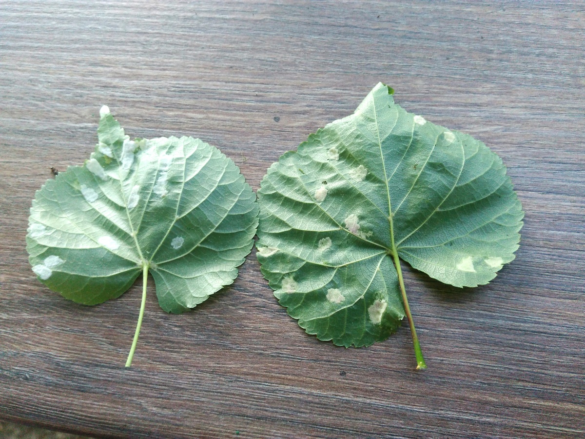 Eriophyes leiosoma = exilis