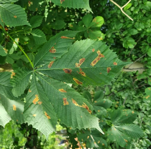 Horse-chestnut leaf miner