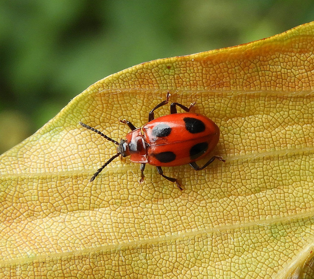 A - nie je v databáze