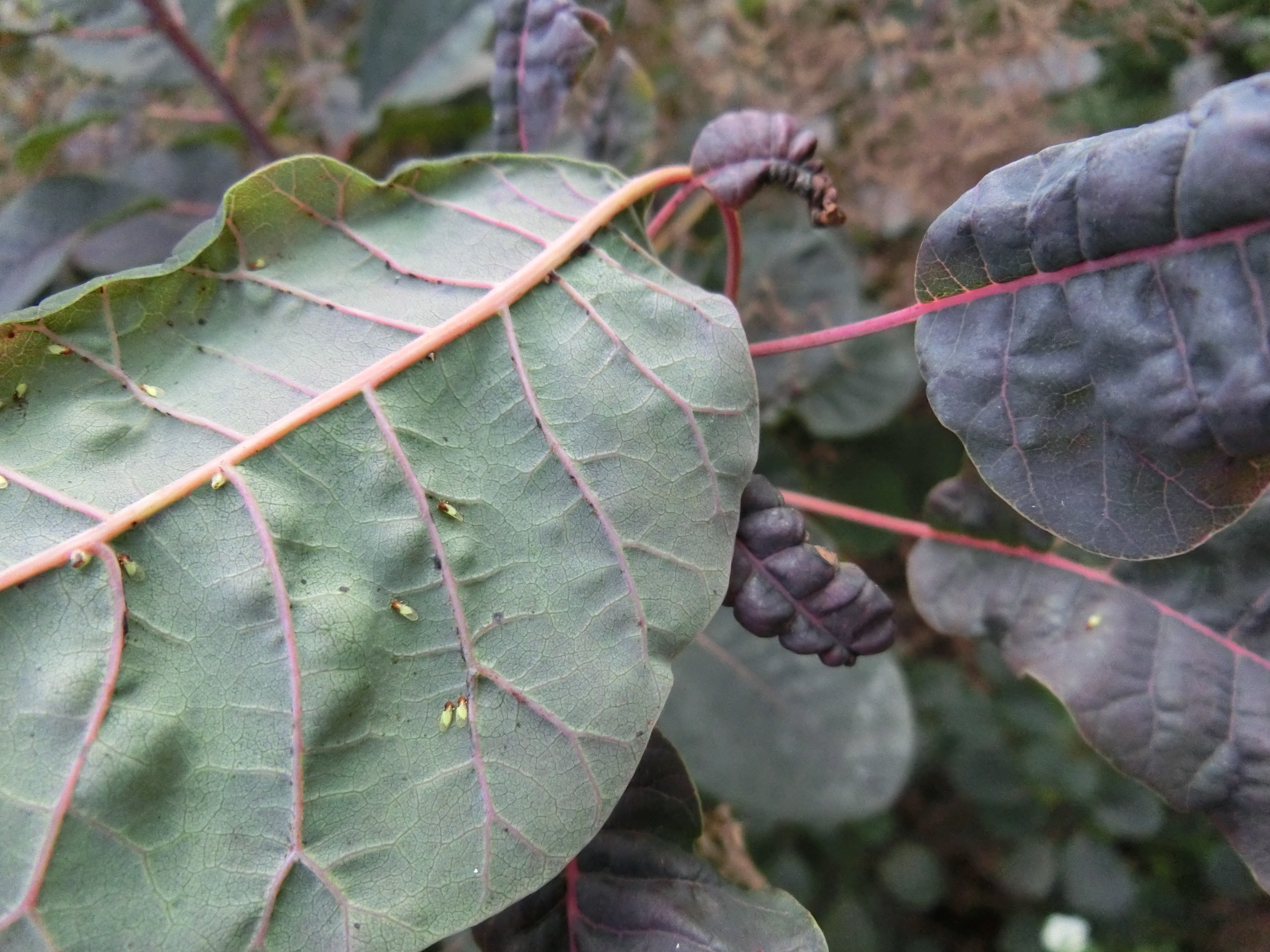 A - nejednoznačne určený, nie sme si istí