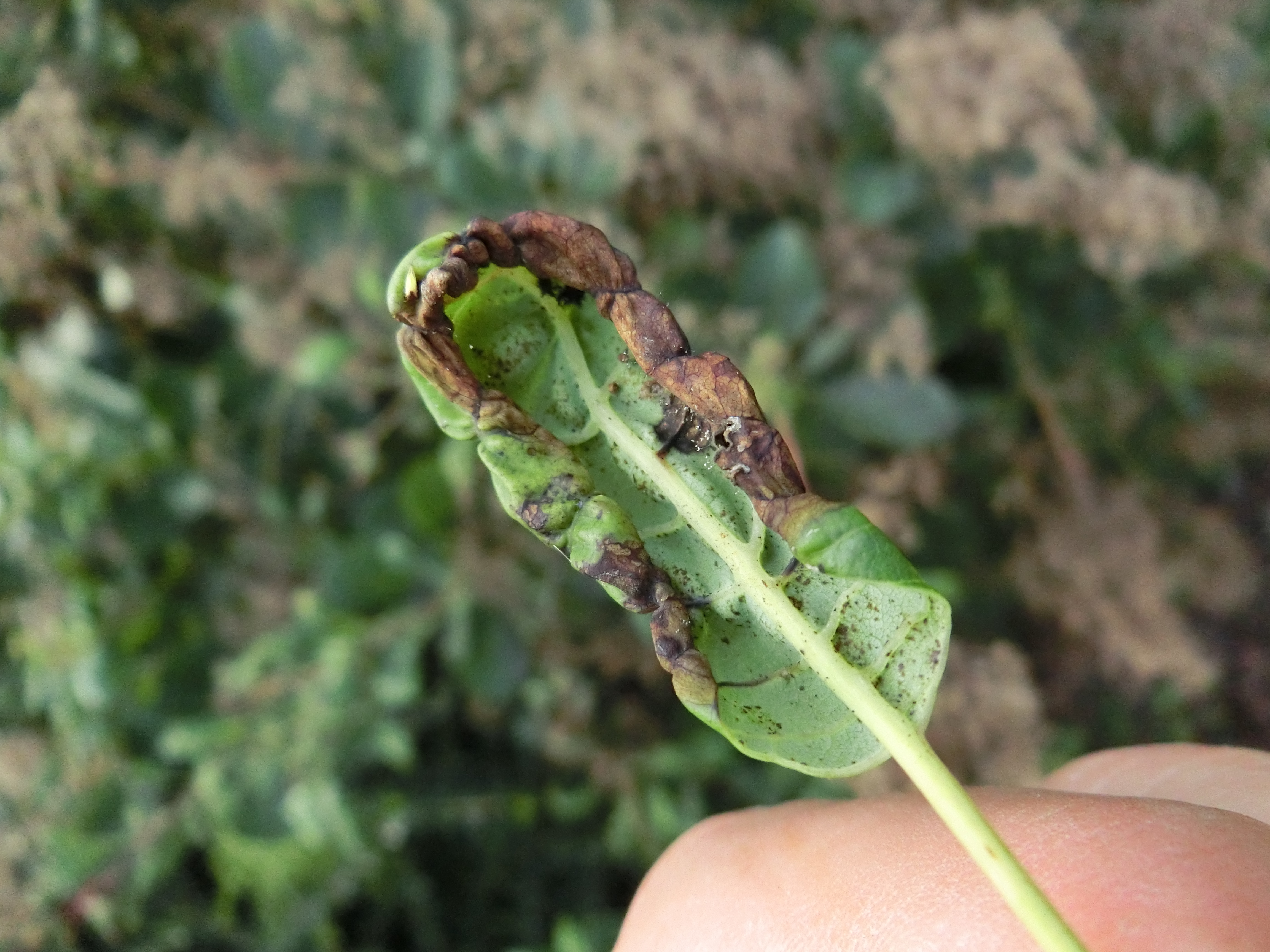 A - nejednoznačne určený, nie sme si istí