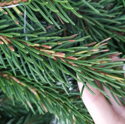 Katarína Vandáková