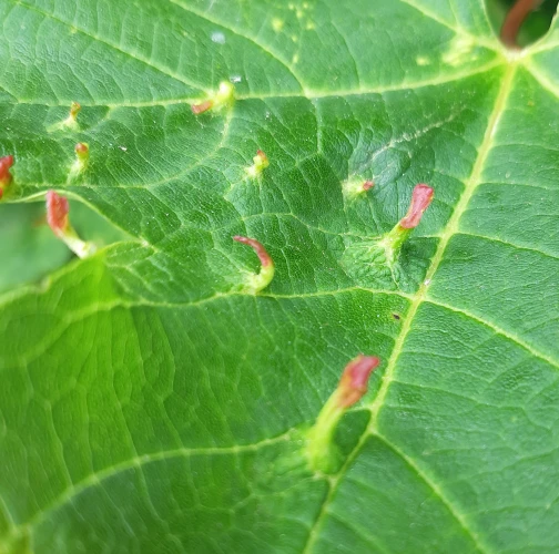 Gall mite Eriophyes tiliae