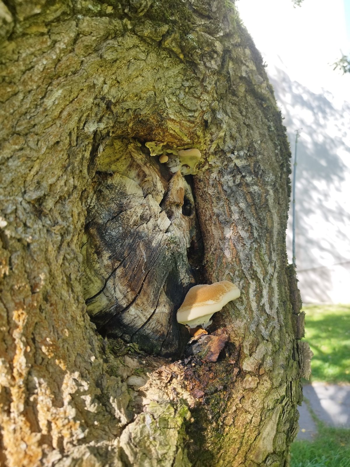 A - nie je v databáze