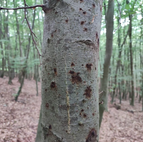 Beech bark beetle