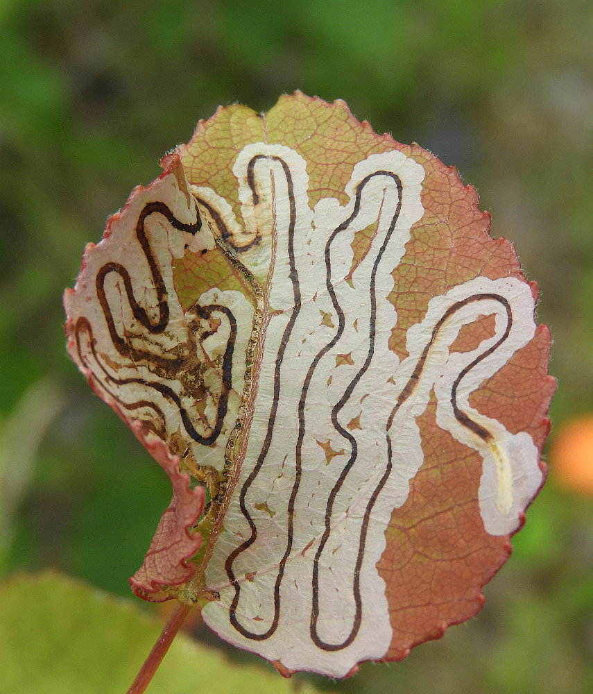 A - nejednoznačne určený, nie sme si istí