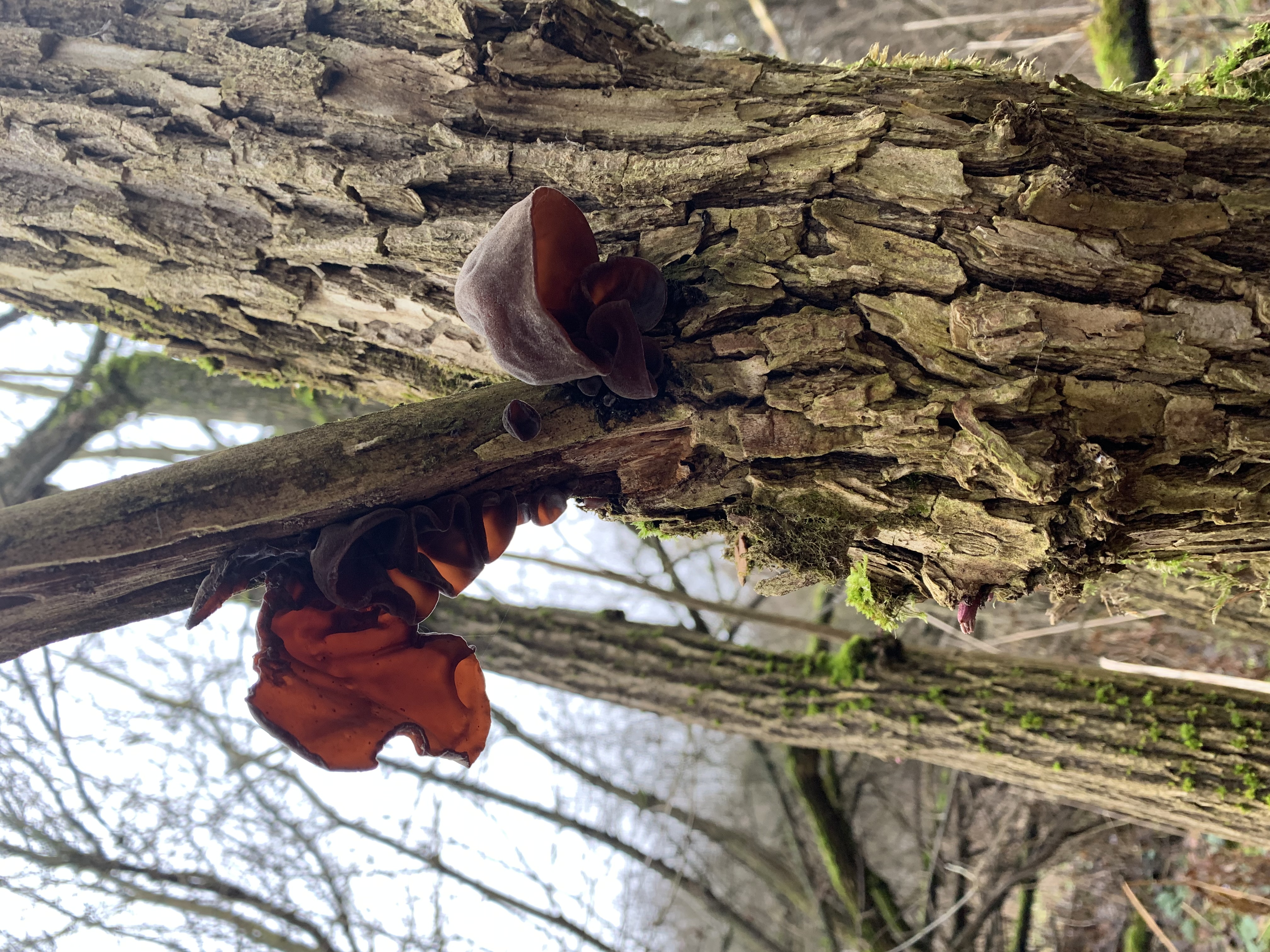 Auricularia auricula-judae