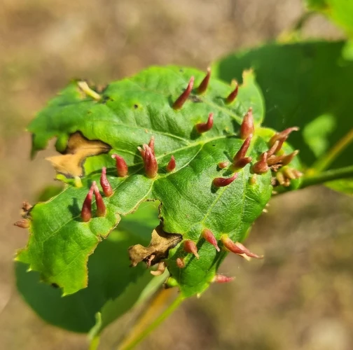 Gall mite Eriophyes tiliae