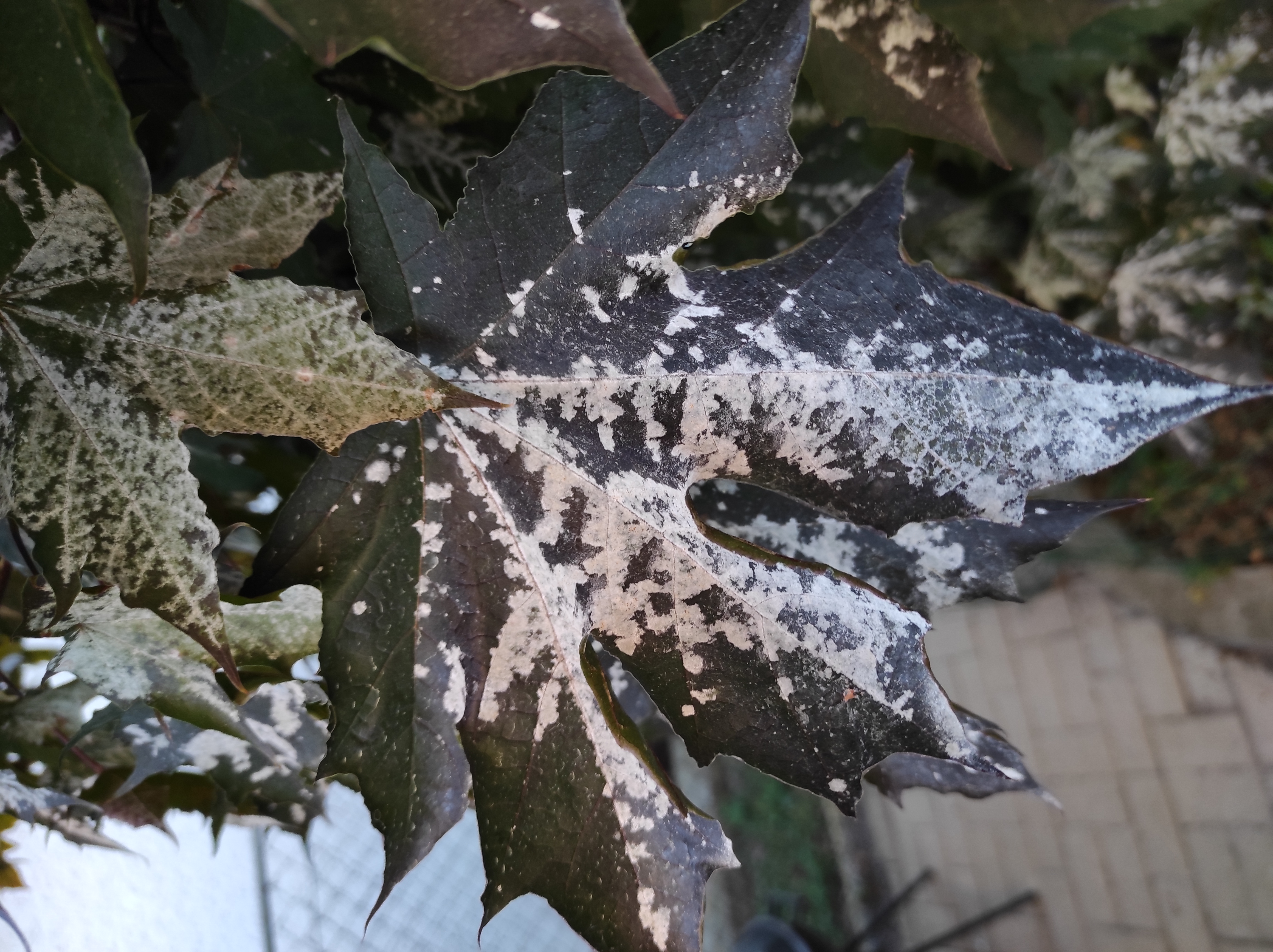 Podosphaera leucotricha