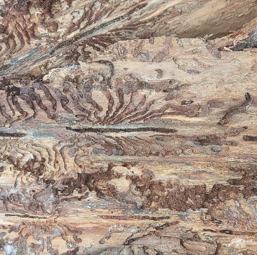 European spruce bark beetle