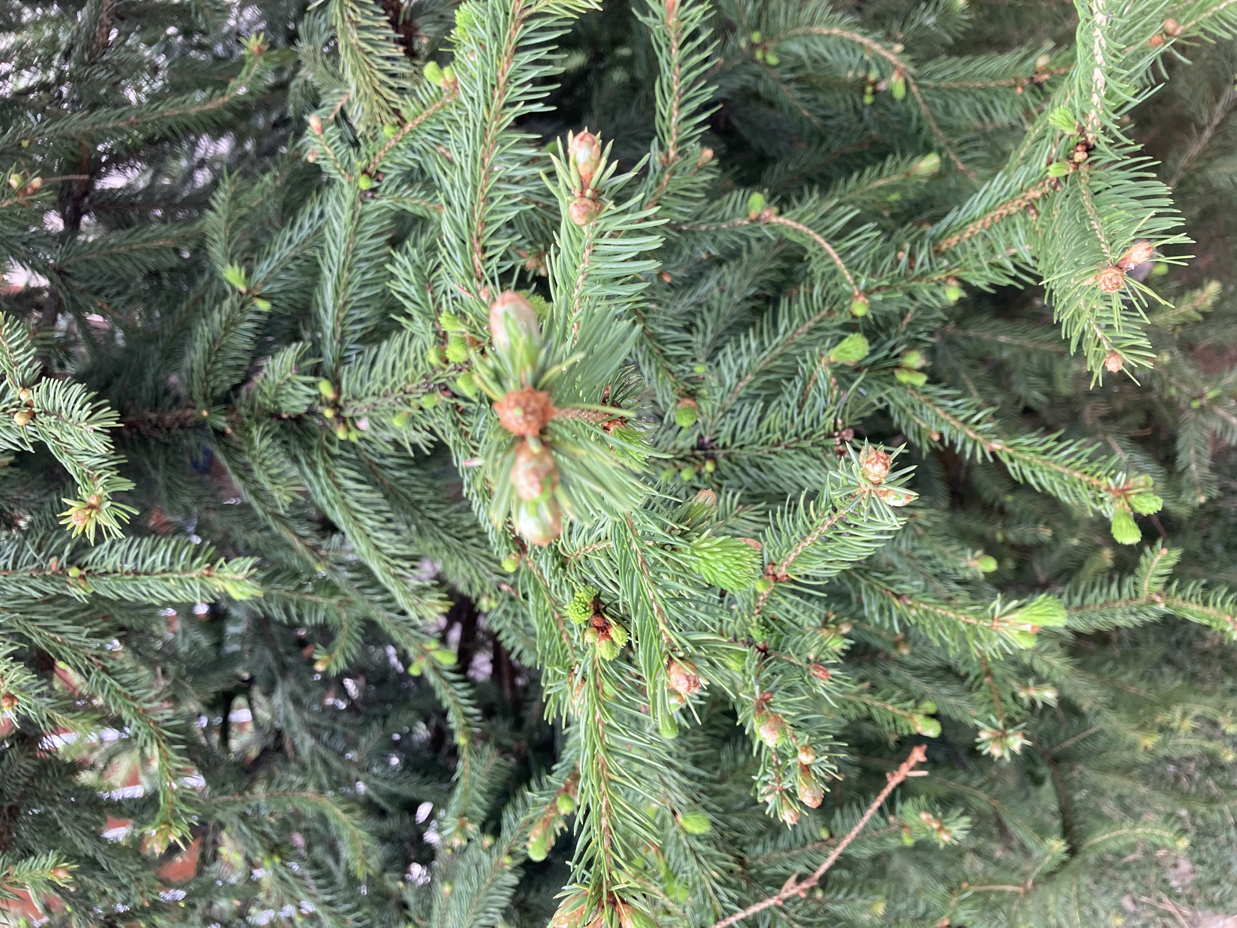 A - nie je v databáze