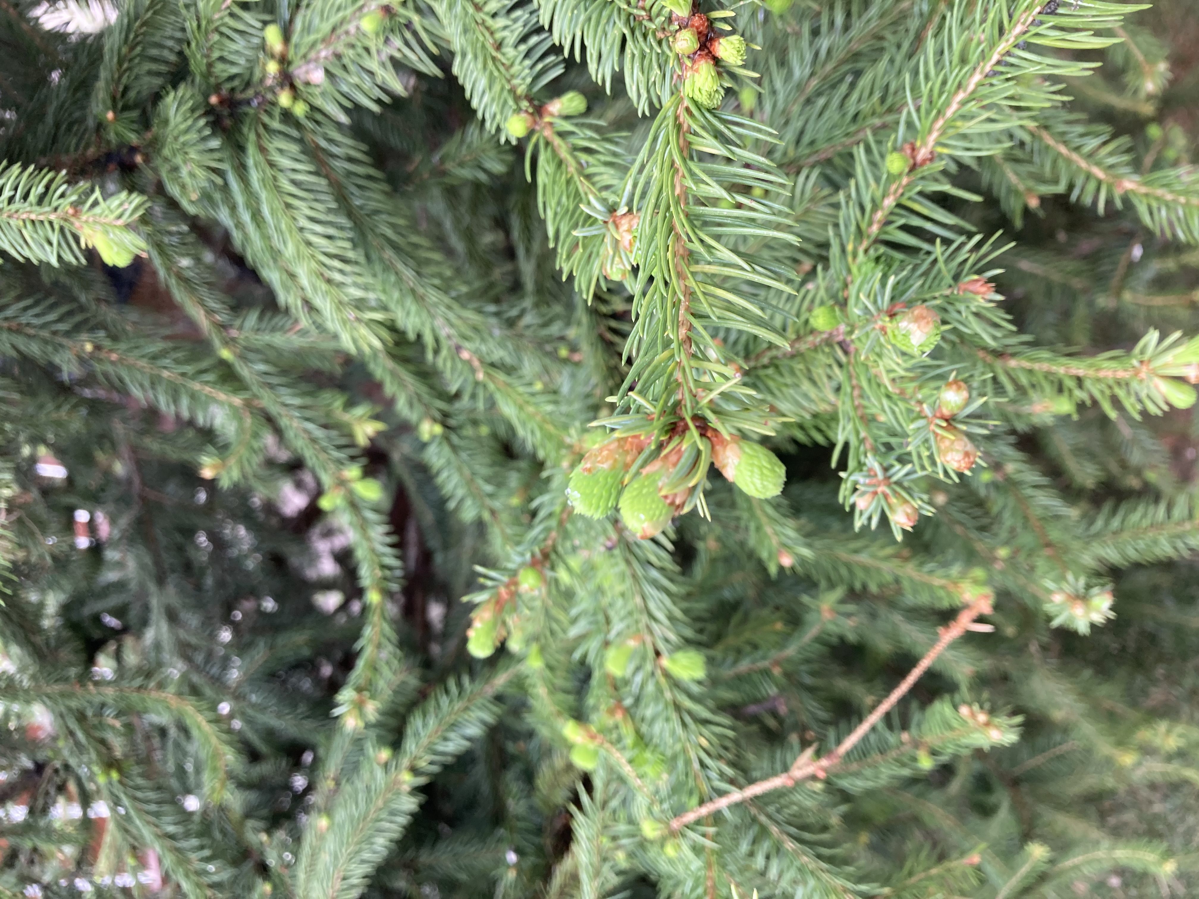 A - nie je v databáze