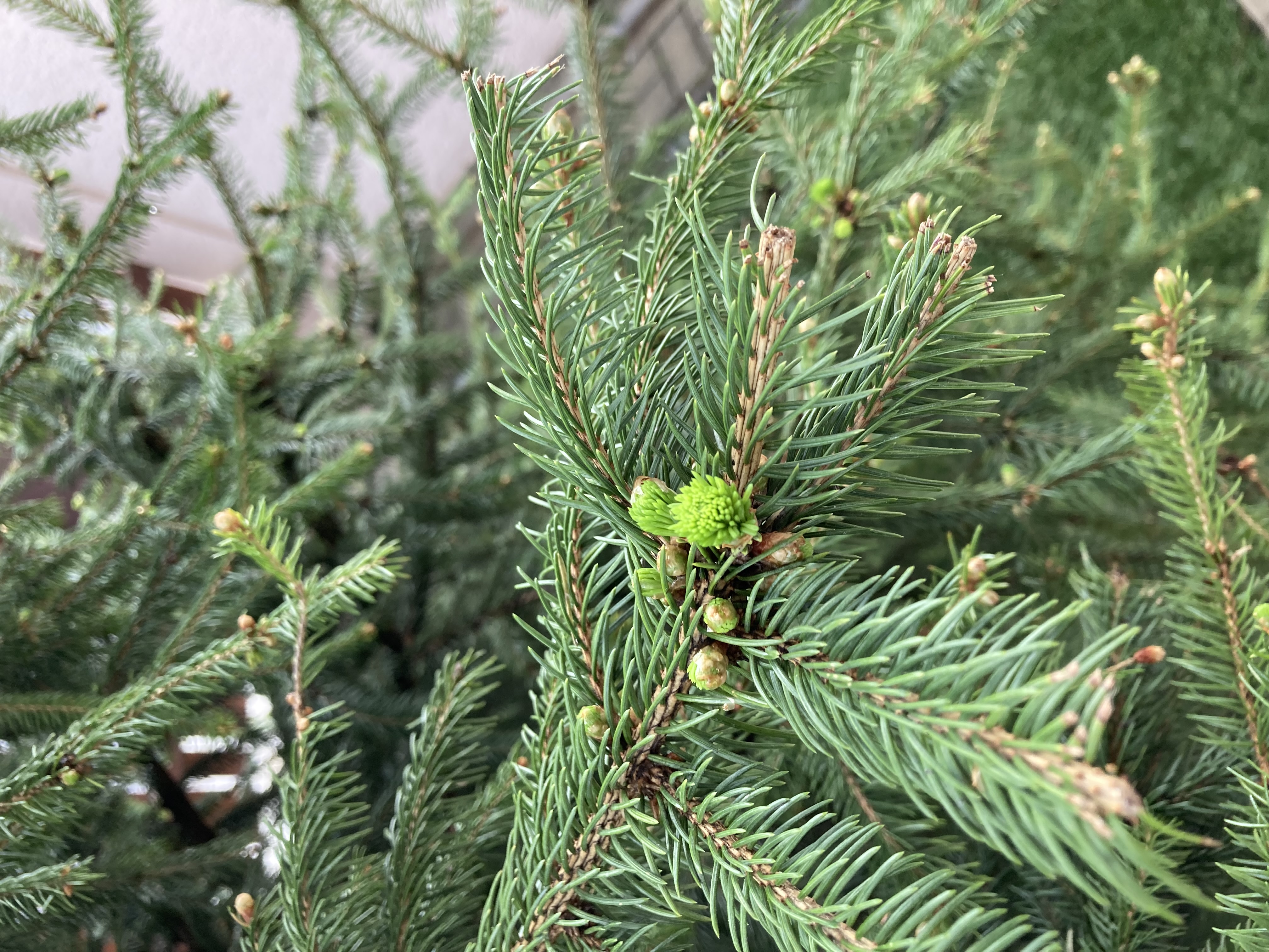 A - nie je v databáze