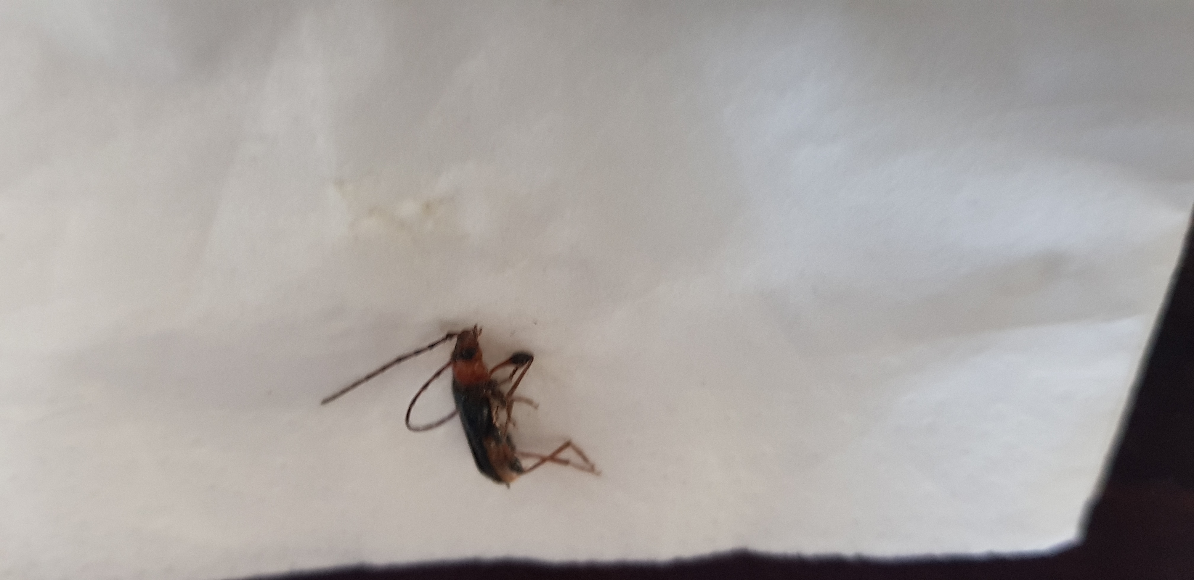 Phymatodes testaceus