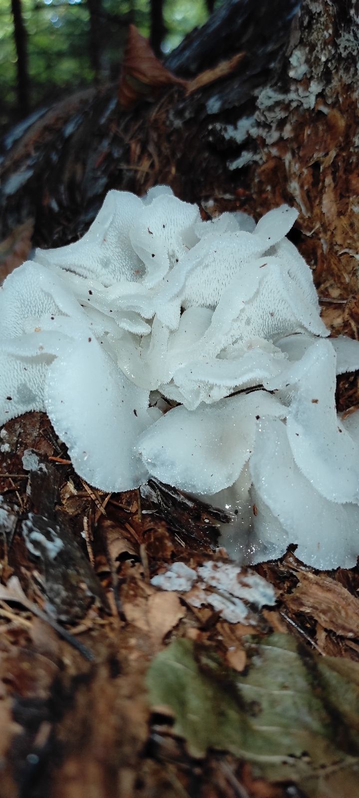 A - nie je v databáze