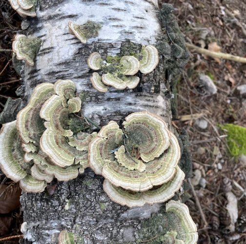 Turkey tail