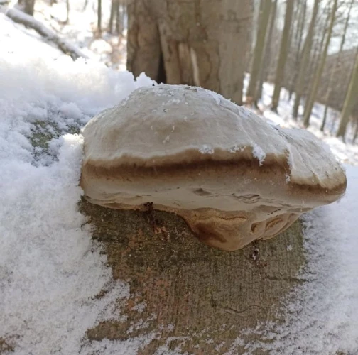 Tinder fungus