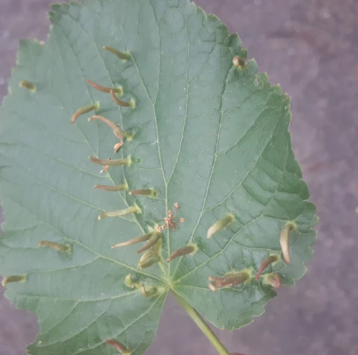 Gall mite Eriophyes tiliae