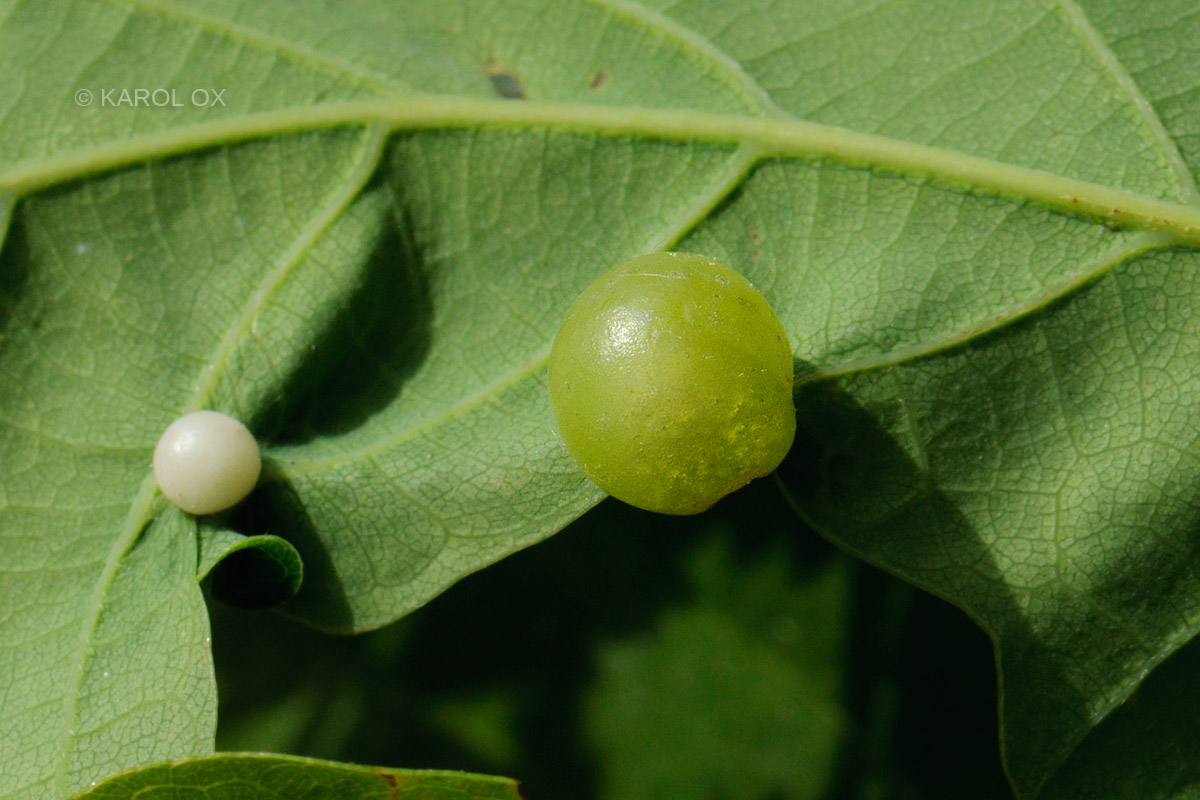 Neuroterus quercusbaccarum