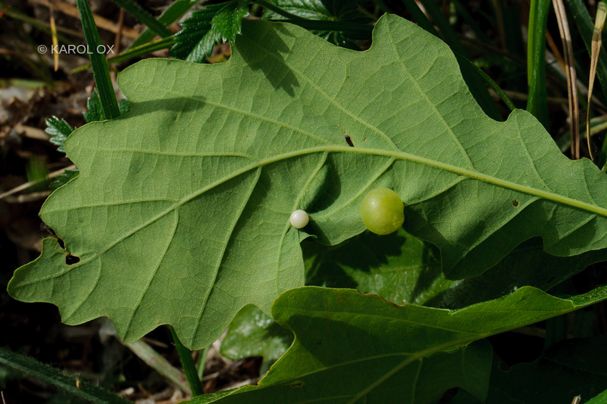 Neuroterus quercusbaccarum