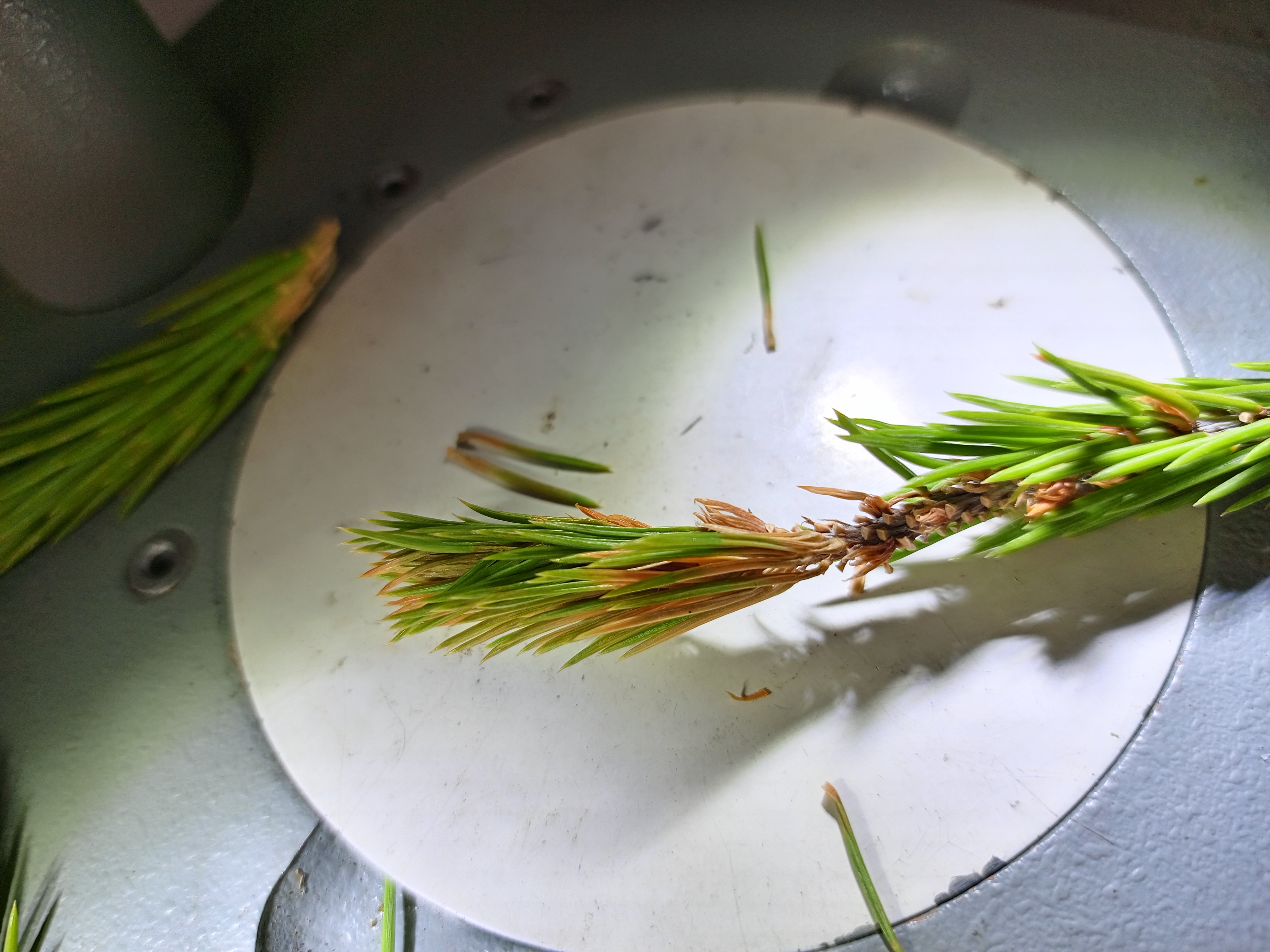 A - nejednoznačne určený, nie sme si istí