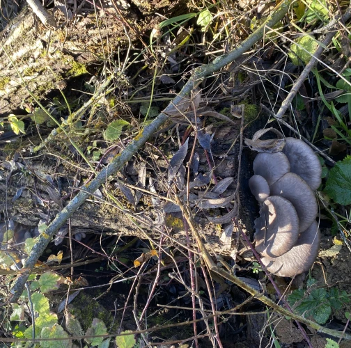 Oyster mushroom