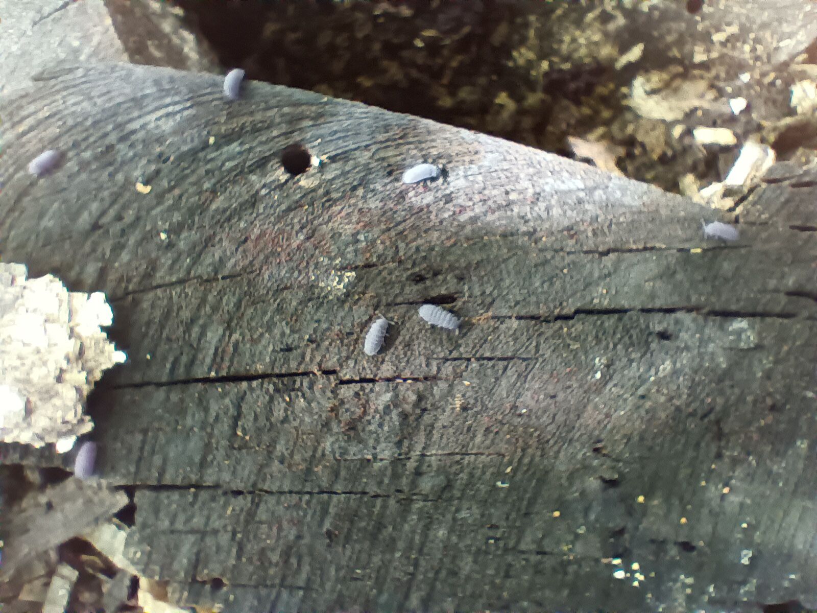 A - nie je v databáze