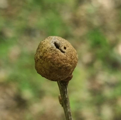 Gall wasp Andricus glutinosus