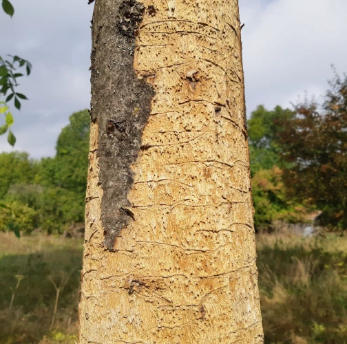 Ash bark beetle