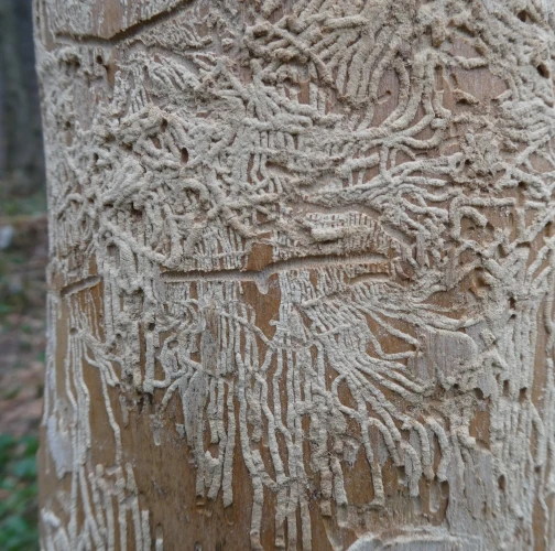 Ash bark beetle