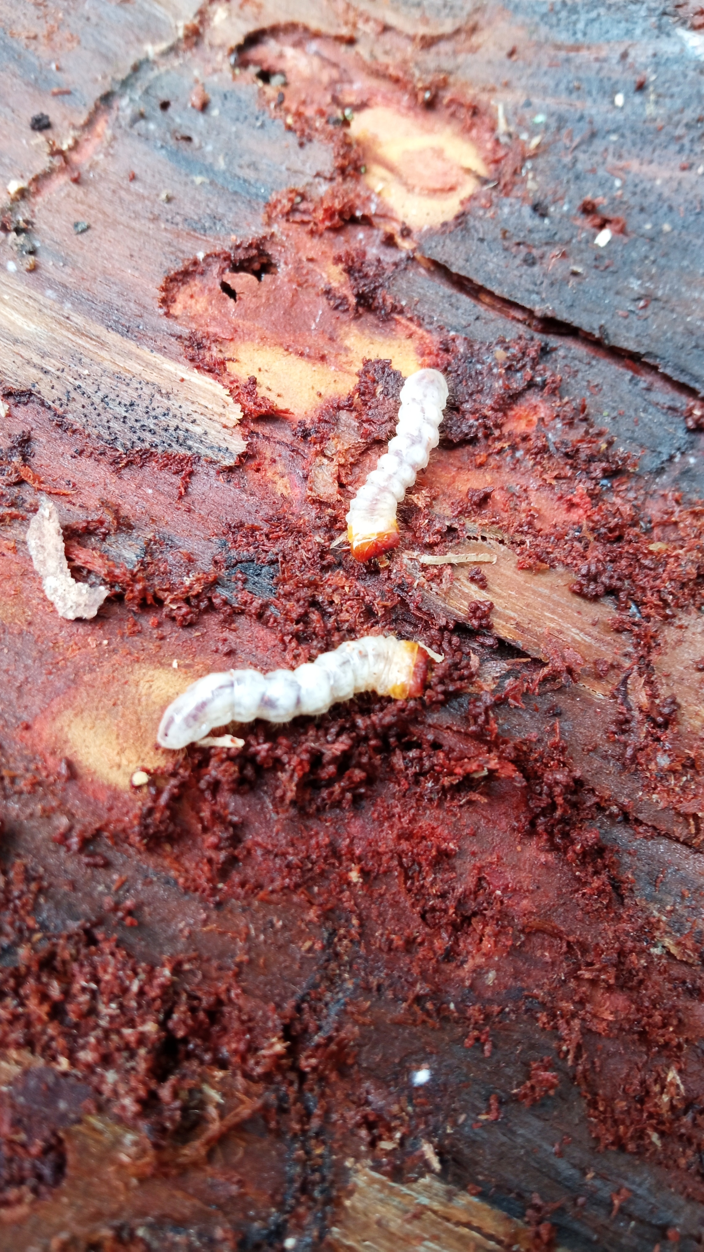 A - nejednoznačne určený, nie sme si istí