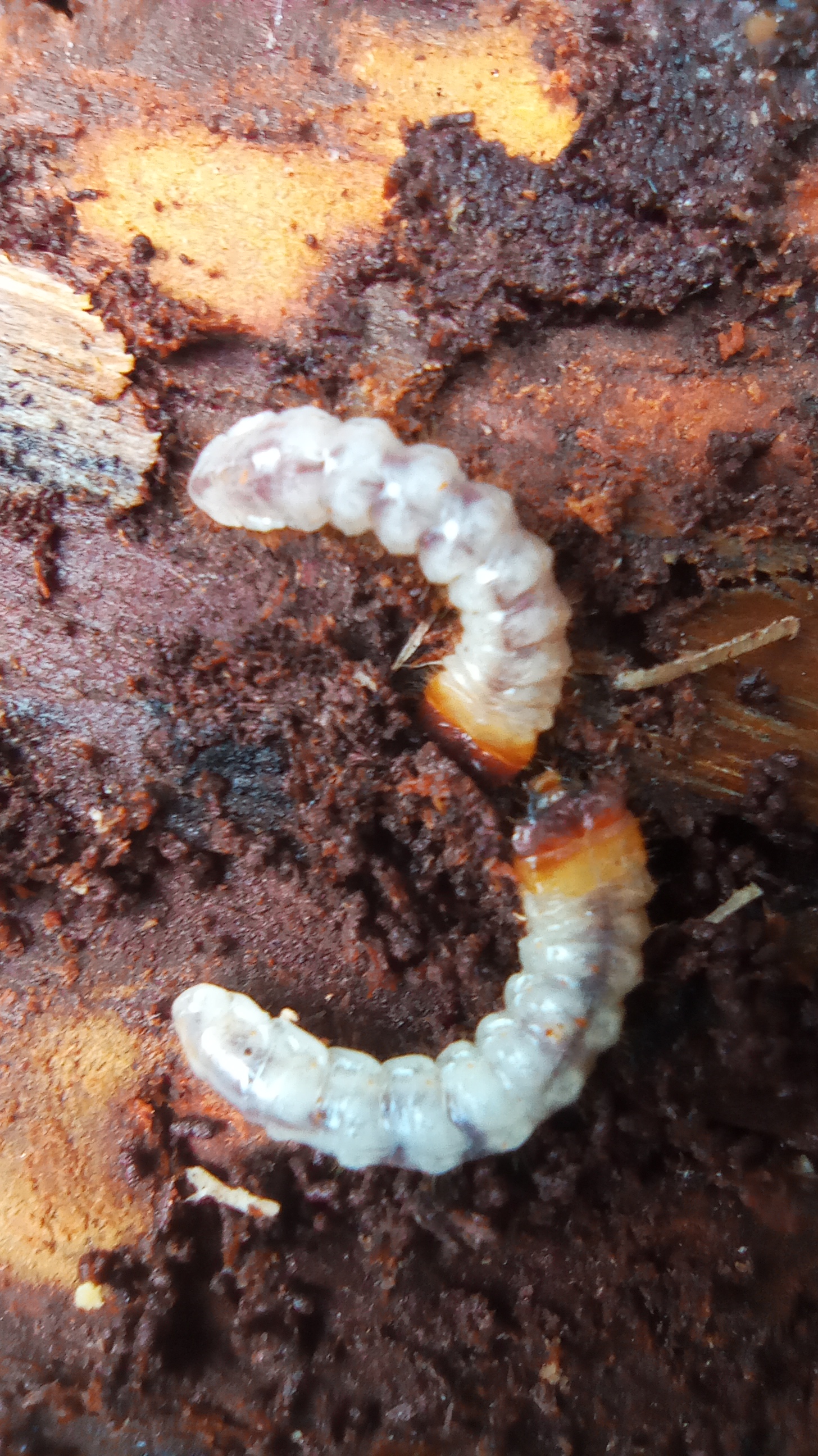 A - nejednoznačne určený, nie sme si istí