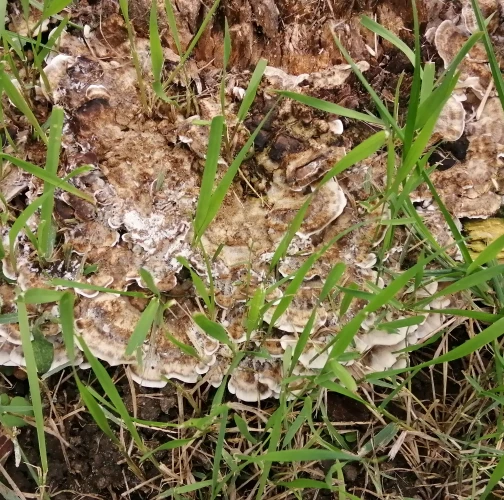 Rastu v zahrade na odrezanom pni vrby
