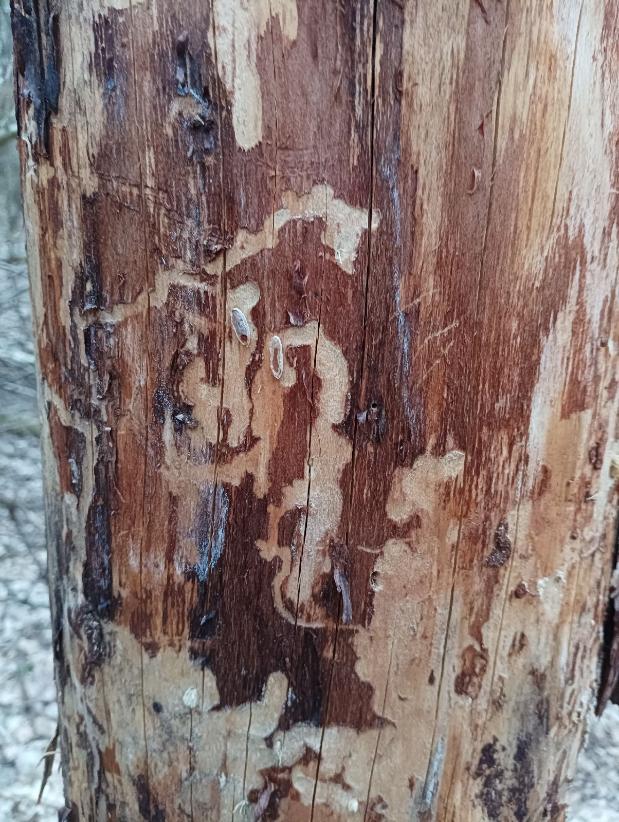 A - nejednoznačne určený, nie sme si istí