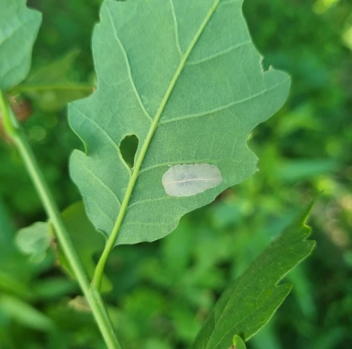 Leaf blotch miner moth