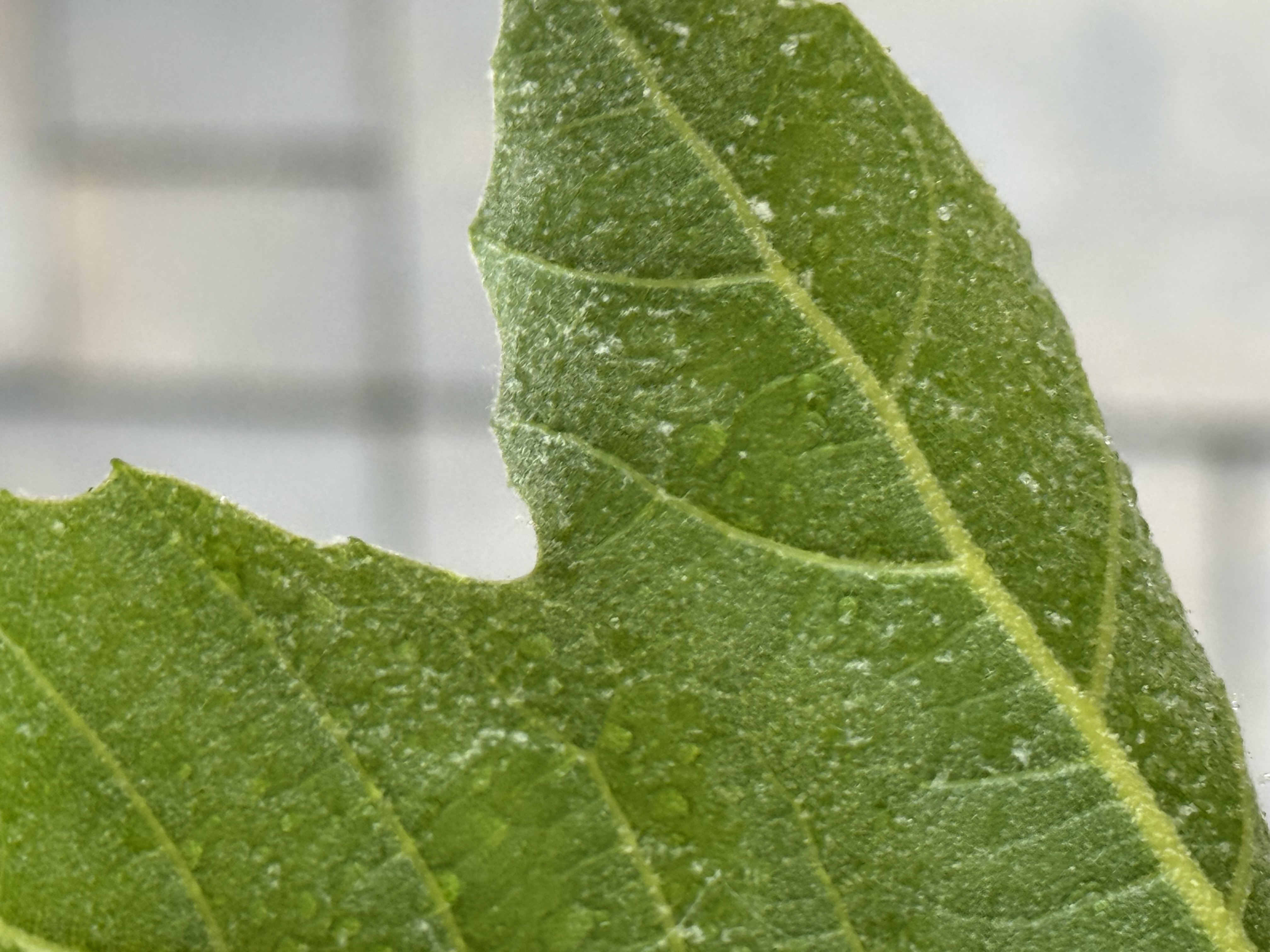 A - nejednoznačne určený, nie sme si istí