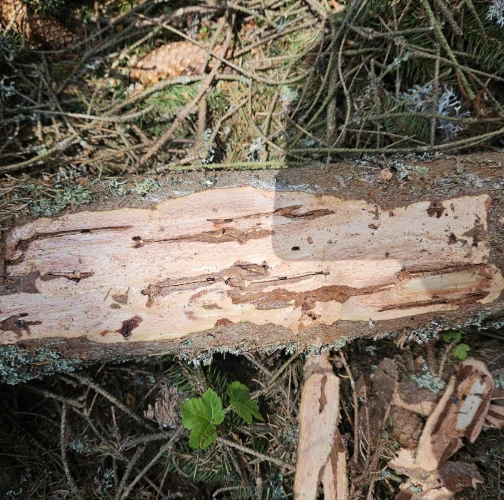 European spruce bark beetle