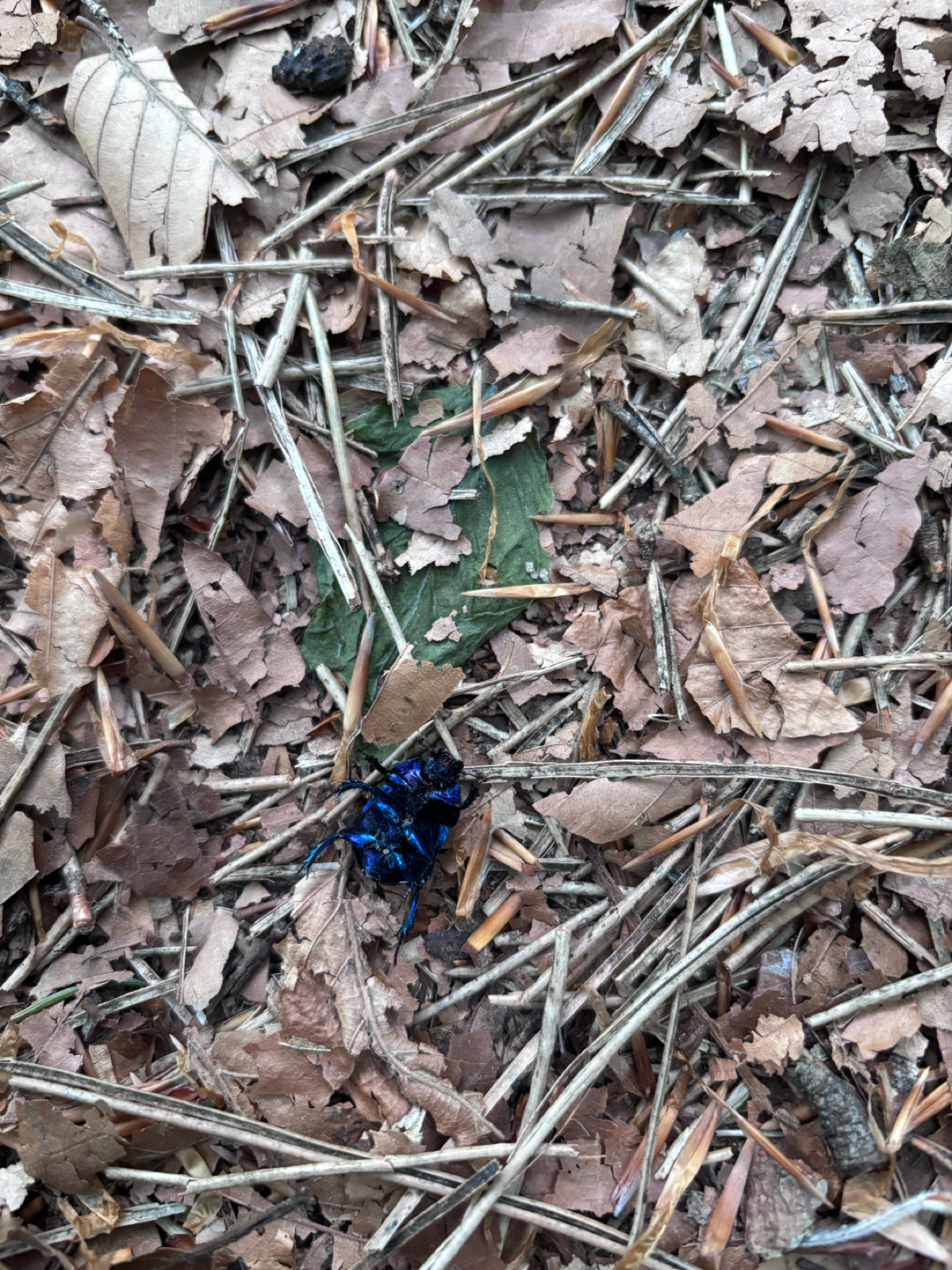 A - nie je v databáze