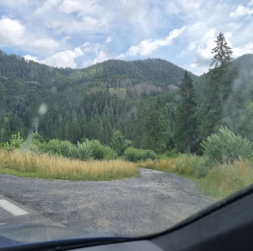 European spruce bark beetle