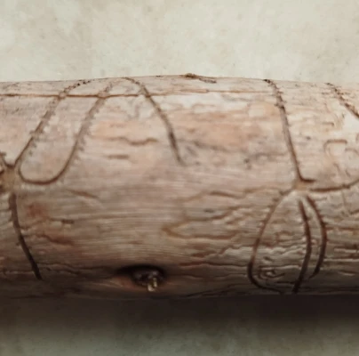 Two-toothed pine beetle