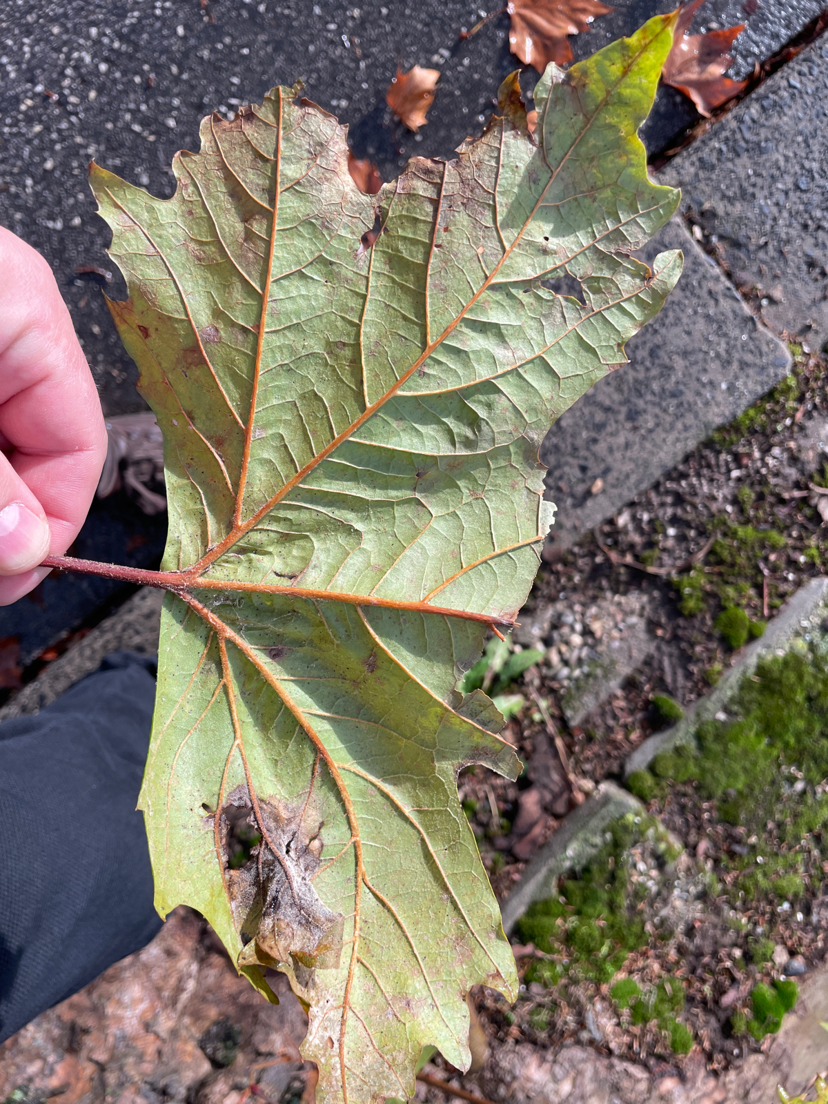 A - nie je v databáze