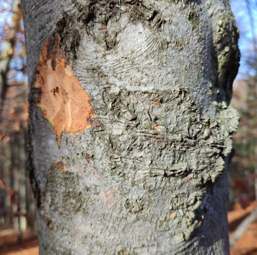 Beech bark beetle