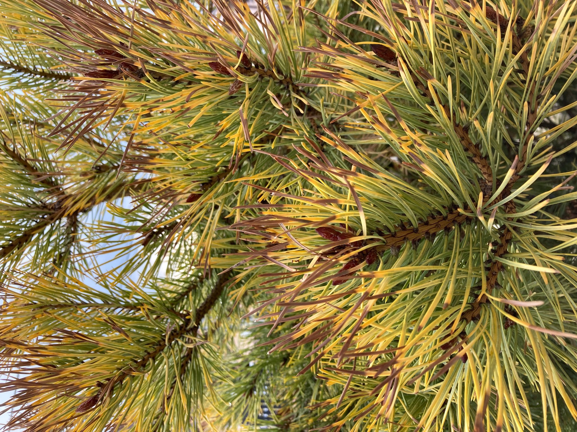 A - nejednoznačne určený, nie sme si istí