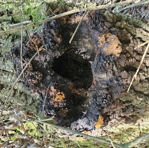 Inonotus canker Inonotus nidus-pici