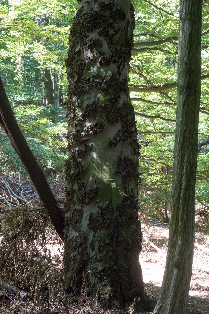 Taphrorychus bicolor