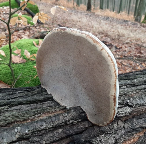 Tinder fungus