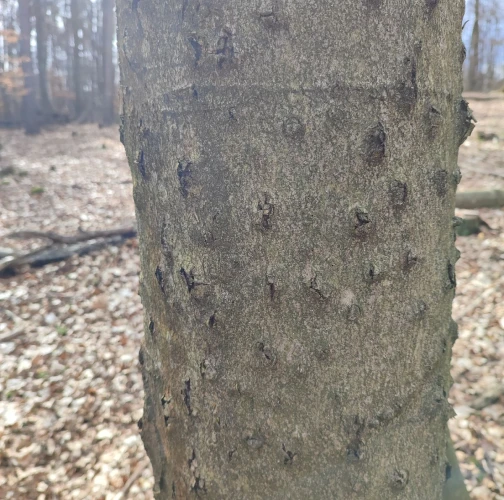 Beech bark beetle