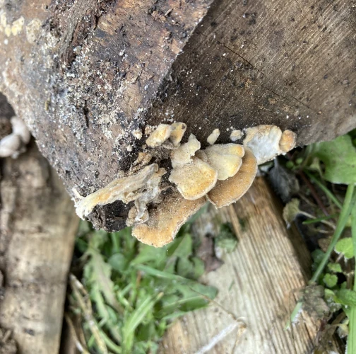 Trametes wood decay