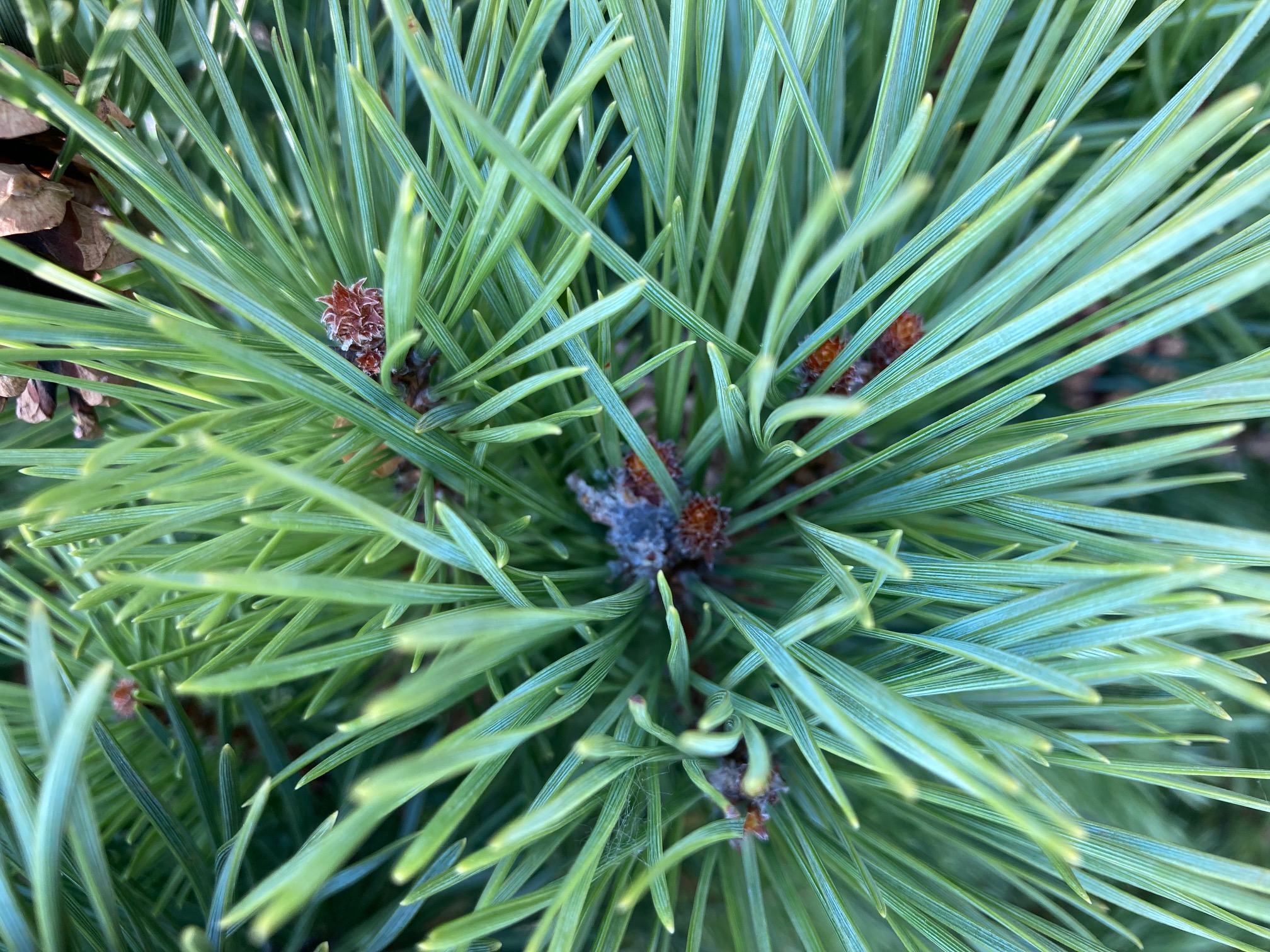 A - nejednoznačne určený, nie sme si istí