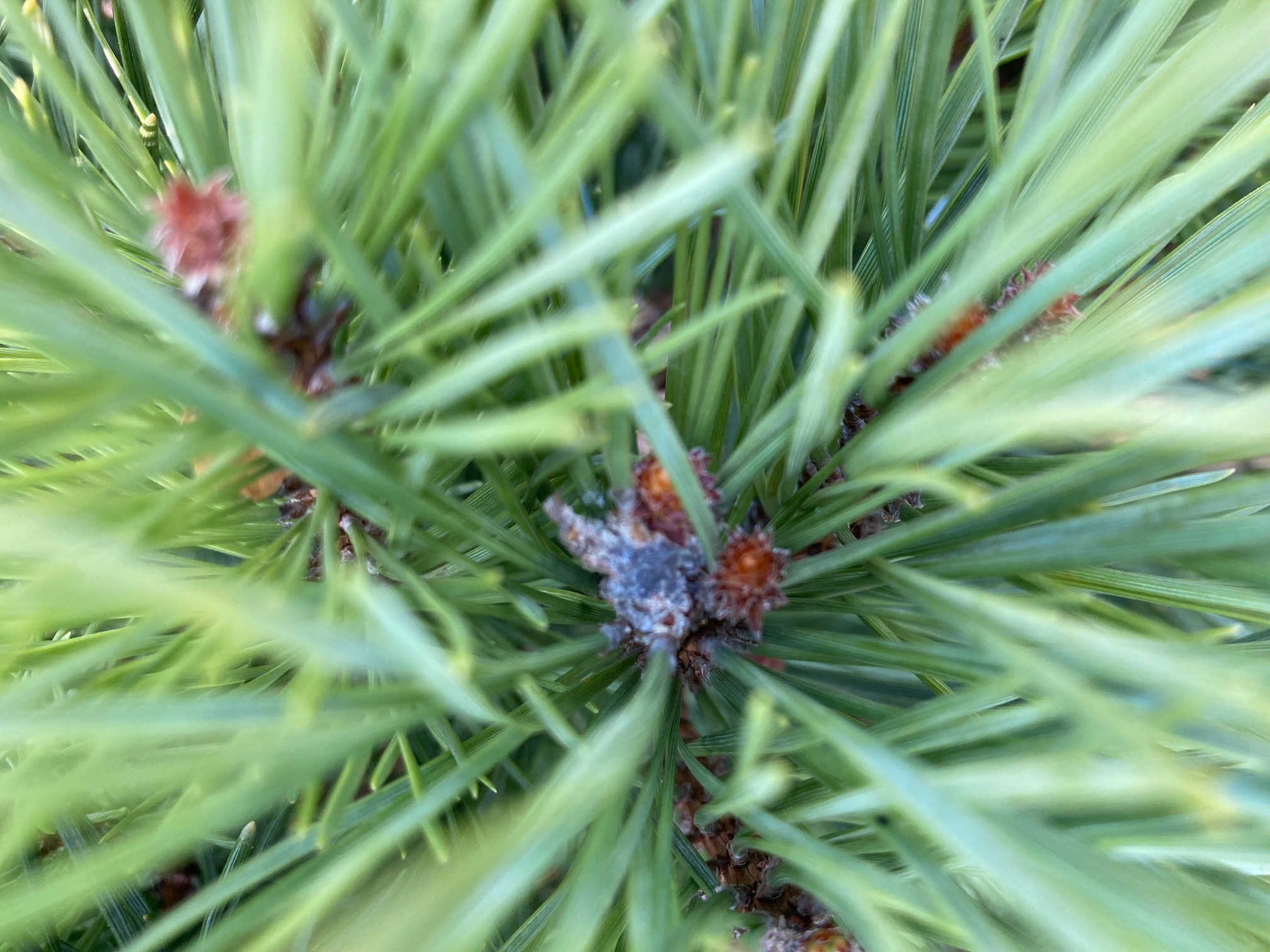 A - nejednoznačne určený, nie sme si istí